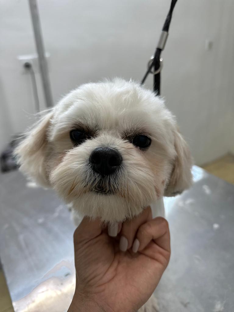 حفظ سلامت حیوان